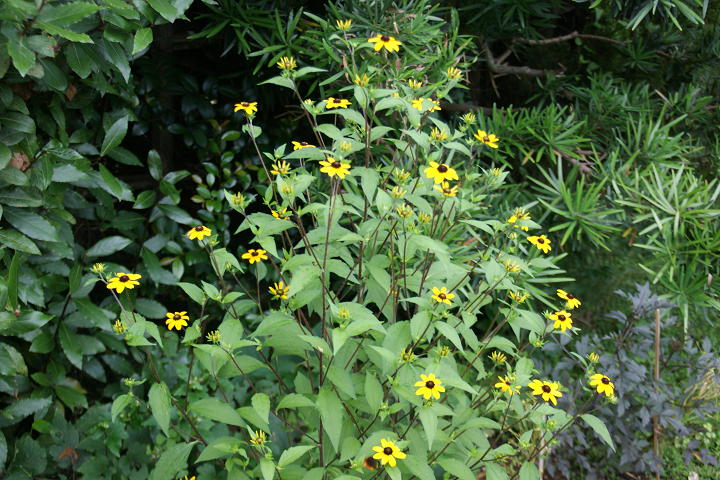 b0042439_595691.jpg