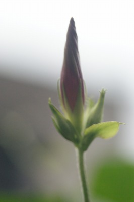 d0141365_21514916.jpg