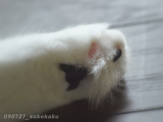 ヤモリを捕まえた_a0002672_23204859.jpg
