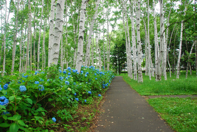 【　紫　陽　花　・　青紫系　】_c0094572_017251.jpg