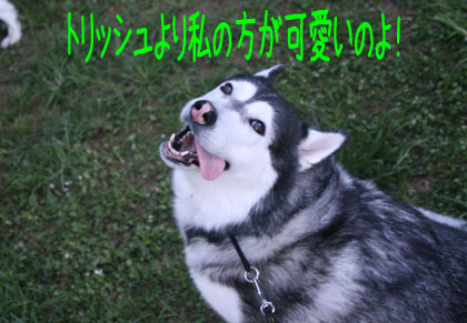 c0161772_23229100.jpg