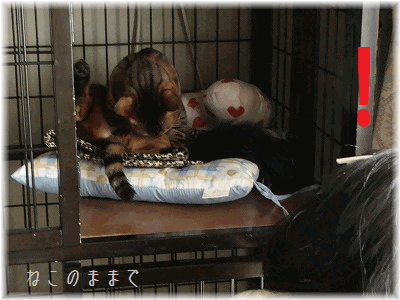 d0150672_14205062.gif