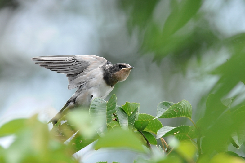 ツバメ幼鳥_f0053272_854592.jpg
