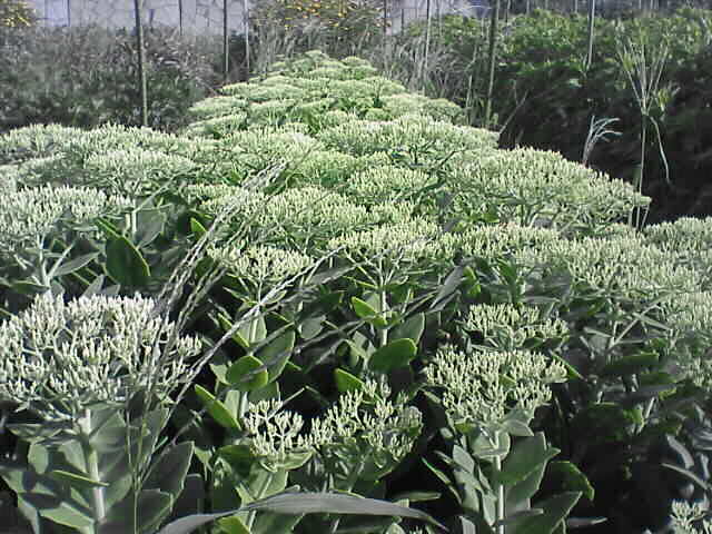 c0069380_14441162.jpg