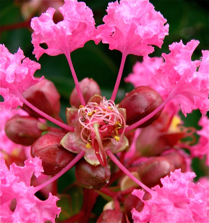 サルスベリの花がおもしろい 楽餓鬼