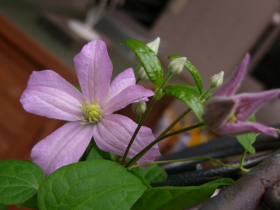 a0123003_1620647.jpg