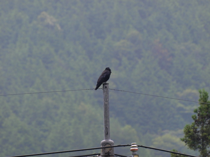 何鳥？_c0116915_22471655.jpg