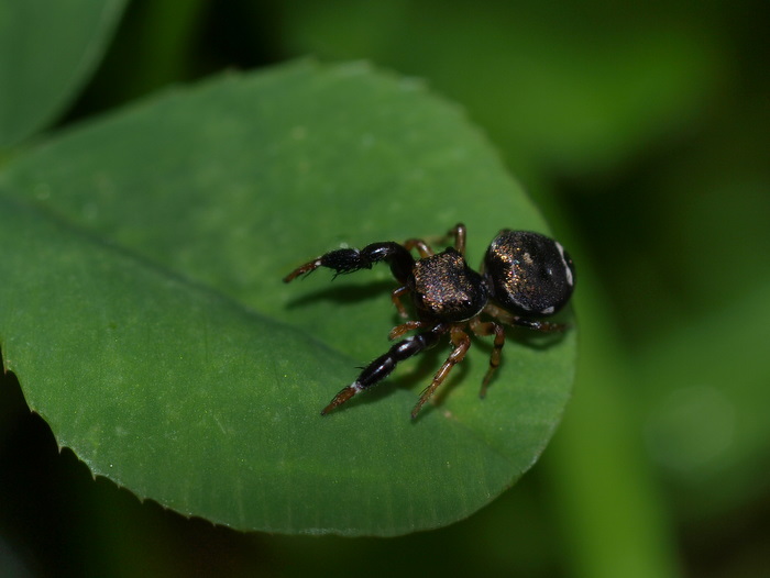 ウデブトハエトリ_c0116915_23272720.jpg