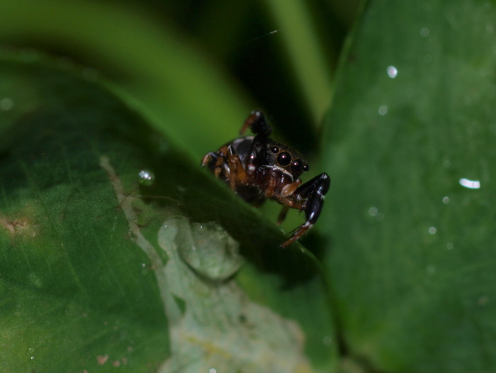 ウデブトハエトリ_c0116915_23295037.jpg