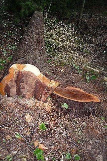 f0190020_2043293.jpg