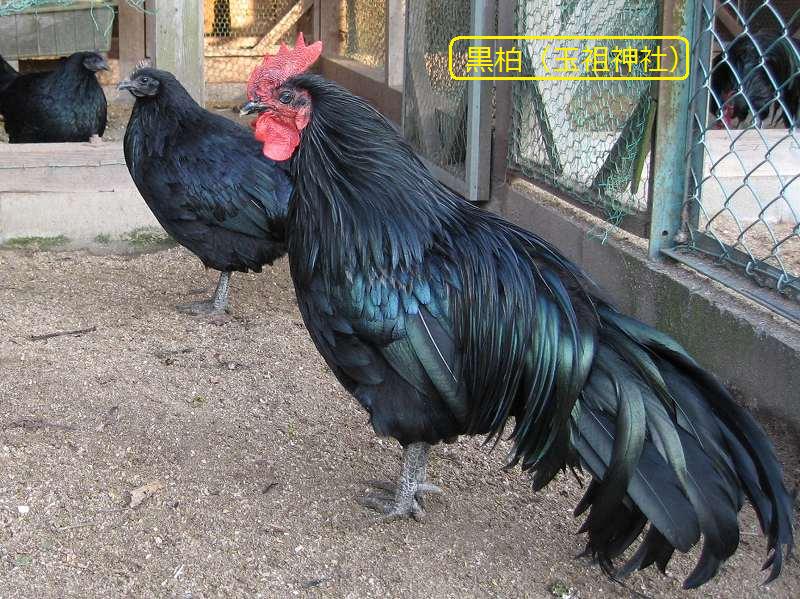 黒柏鶏 三重野生生物談話会bbsブログ 動物編