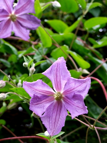 「フランス・ジヴェルニー　光の画家 モネの家と花咲き乱れる庭」_a0000029_321312.jpg