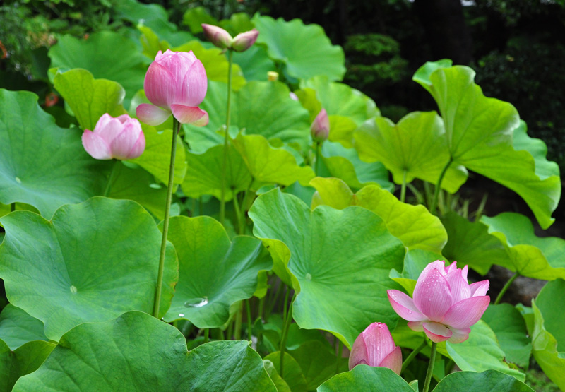 今朝のハスの花_e0099737_22332535.jpg