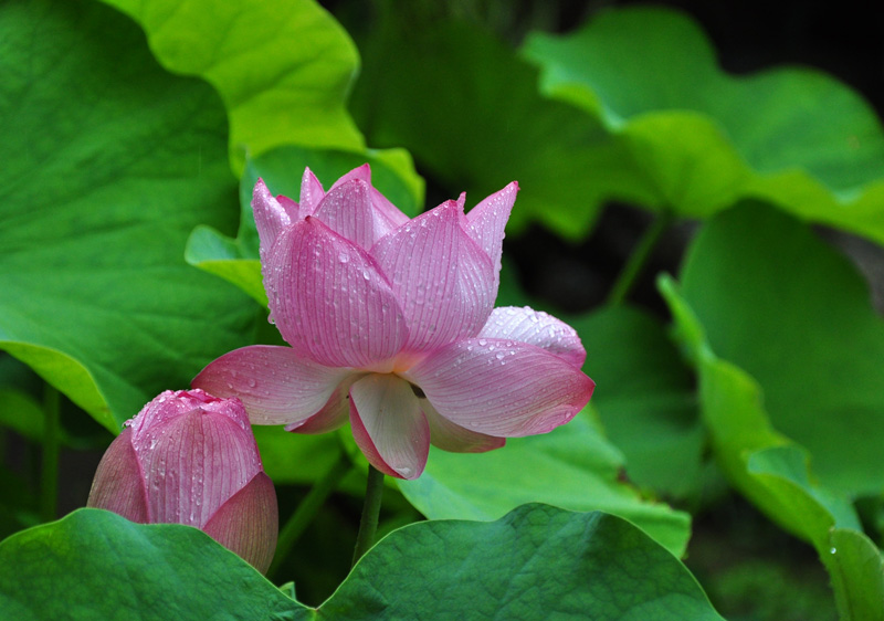 今朝のハスの花_e0099737_22375582.jpg