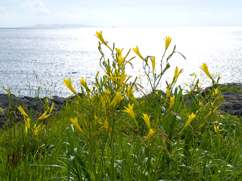 梅雨の晴れ間の花撮影ー海岸に咲くユウスゲ（夕菅）ー 玄海町にて_c0014538_186327.jpg