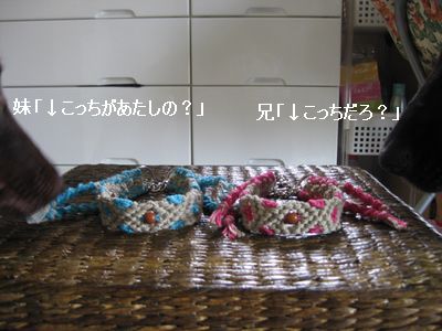 プレゼント＆抜糸＆クロードの同胎フィルム君です。_b0148945_21262872.jpg