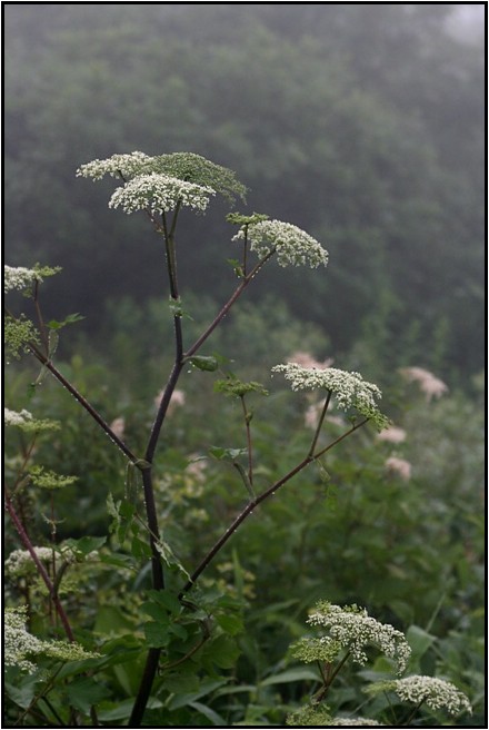 八方尾根の花　Ⅵ　　　　　2009.7.23撮影_e0091347_14502385.jpg