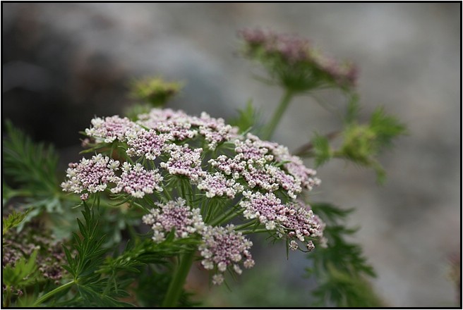 八方尾根の花　Ⅵ　　　　　2009.7.23撮影_e0091347_15345391.jpg