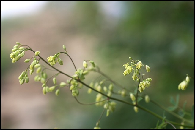 八方尾根の花　Ⅵ　　　　　2009.7.23撮影_e0091347_15404146.jpg