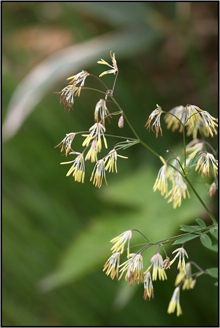 八方尾根の花　Ⅵ　　　　　2009.7.23撮影_e0091347_1541661.jpg