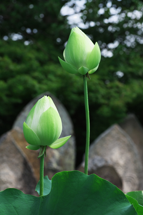 ハス咲く境内 その2(奈良・喜光寺)_f0155048_2311840.jpg
