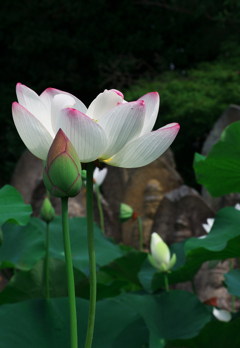ハス咲く境内 その2(奈良・喜光寺)_f0155048_23153736.jpg