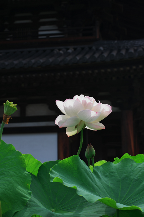 ハス咲く境内 その2(奈良・喜光寺)_f0155048_23194147.jpg