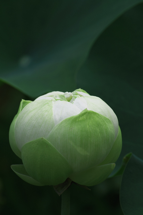 ハス咲く境内 その2(奈良・喜光寺)_f0155048_23212525.jpg