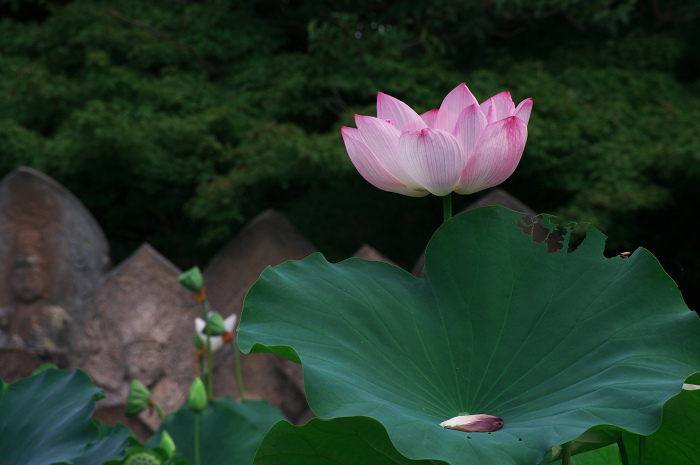 ハス咲く境内 その2(奈良・喜光寺)_f0155048_23221920.jpg