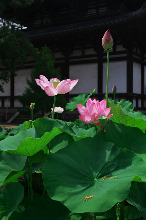ハス咲く境内 その2(奈良・喜光寺)_f0155048_23261126.jpg