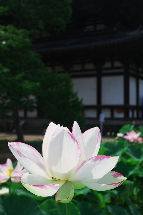 ハス咲く境内 その2(奈良・喜光寺)_f0155048_23293764.jpg