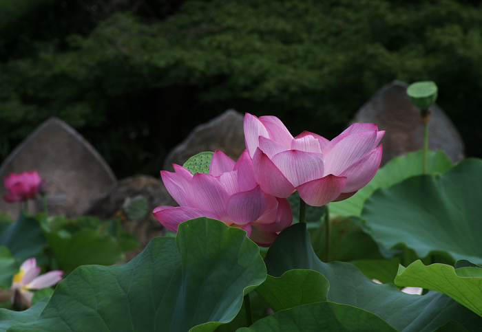 ハス咲く境内 その2(奈良・喜光寺)_f0155048_2352550.jpg