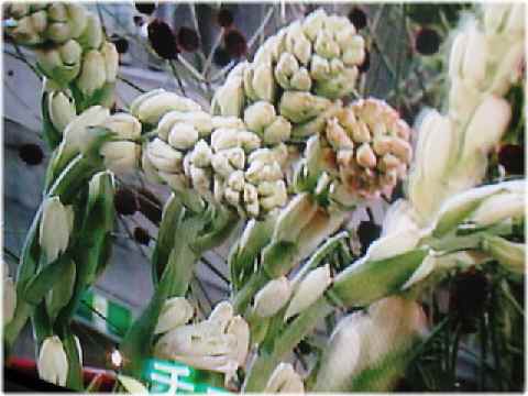 【チューベローズ(月下香)密やかに開花】_b0009849_95322100.jpg