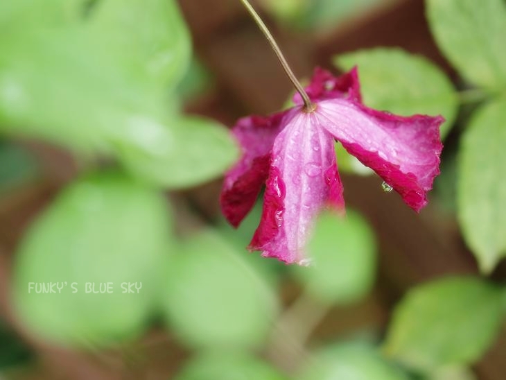 雨に濡れても。。_c0145250_10344672.jpg