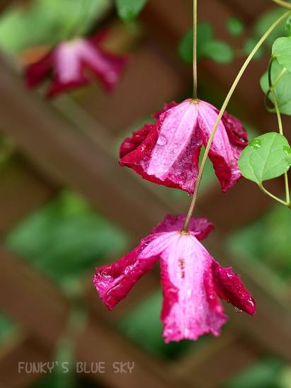 雨に濡れても。。_c0145250_10493682.jpg