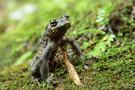 渓流に佇むナガレヒキガエル 芦生原生林の博物誌