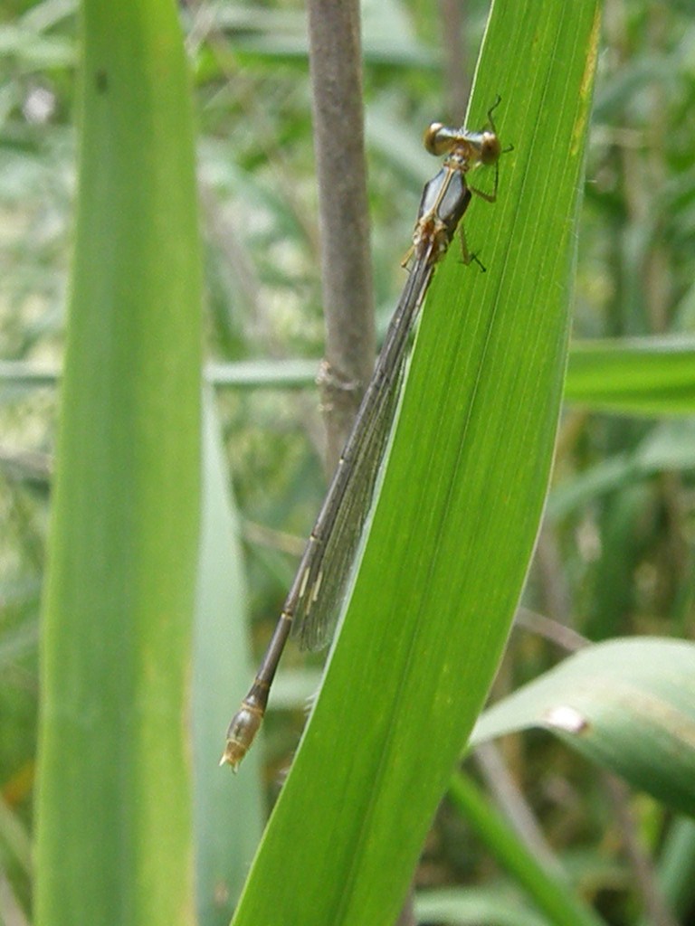 比べると、一寸地味かな…物差蜻蛉♀_e0064158_2313584.jpg