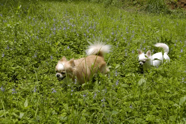 ラブのアウトドア特訓　花園編2 _b0147859_2134241.jpg
