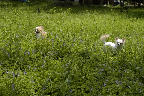 ラブのアウトドア特訓　花園編2 _b0147859_2136473.jpg