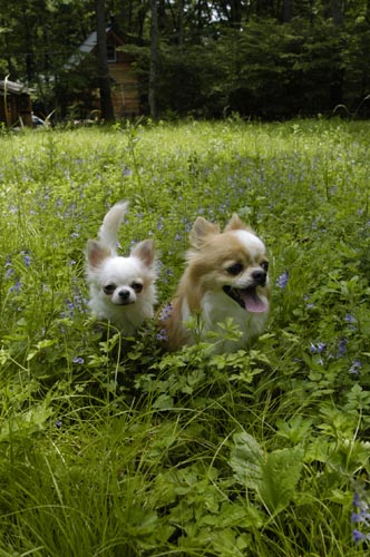 ラブのアウトドア特訓　花園編2 _b0147859_21384649.jpg