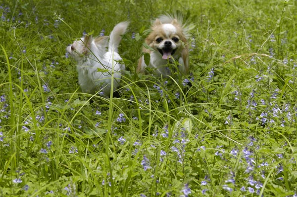 ラブのアウトドア特訓　花園編2 _b0147859_21405368.jpg