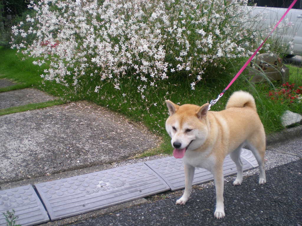 2009年 7月29日(水)私の中の原風景!_f0060461_15274325.jpg
