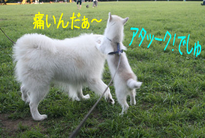 c0161772_10184538.jpg