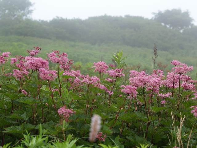 伊吹山のお花畑_b0135573_86773.jpg