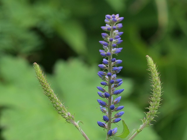 伊吹山のお花畑_b0135573_872071.jpg