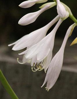 最後のギボウシの花_a0107574_8135098.jpg