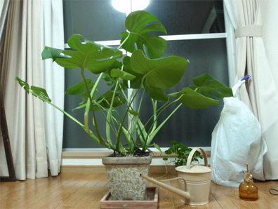 モンステラ Number8 Blog モンステラ Number8 Blog