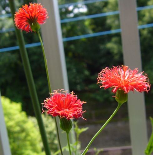 カカリアの花が咲きました 土遊布 どうゆうふう