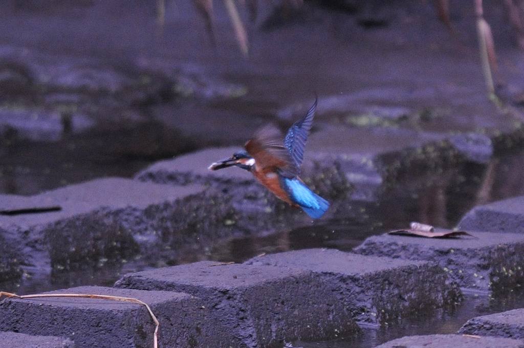カワセミの若・ませた行動_b0024798_4542218.jpg