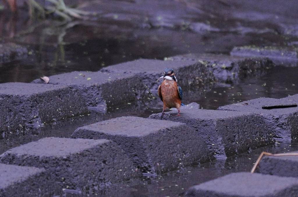 カワセミの若・ませた行動_b0024798_4543713.jpg
